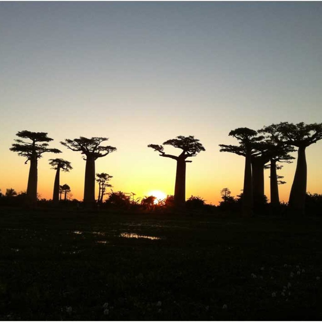 Entdecken Sie die Schönheit von Madagaskar mit mada-viaggi-turismo.com