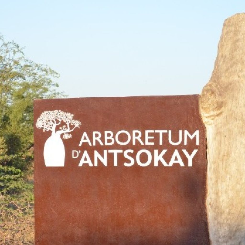 Arboretum d'Antsokay Toliara : eine sehr schöne Zusammenfassung der Flora des südlichen Madagaskar!