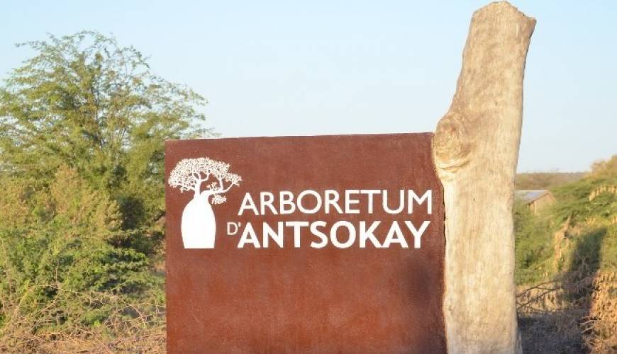 Arboretum d’Antsokay Toliara : un très joli condensé de la flore du Sud de Madagascar!