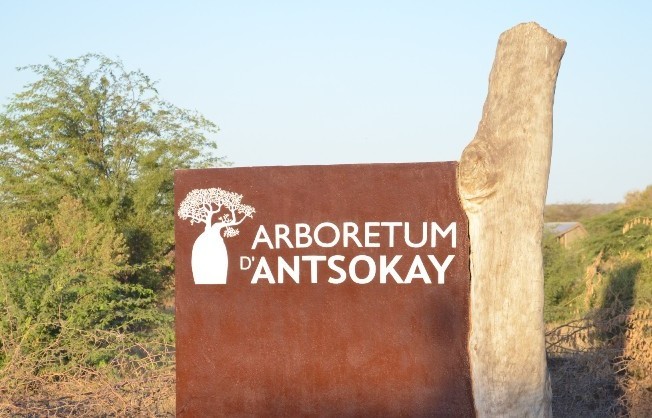 Arboretum d'Antsokay Toliara : un bel riassunto della flora del Madagascar del sud!