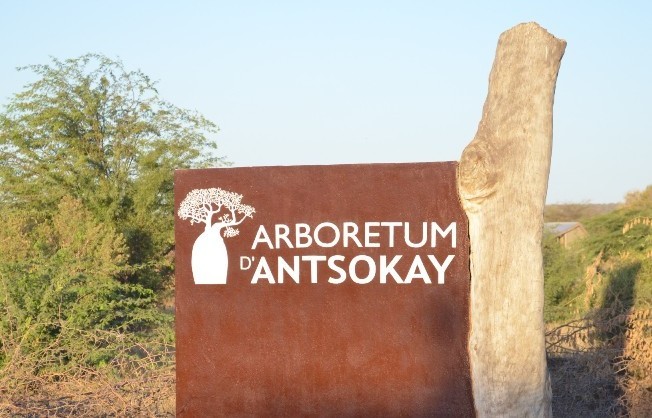 Arboretum d'Antsokay Toliara : eine sehr schöne Zusammenfassung der Flora des südlichen Madagaskar!