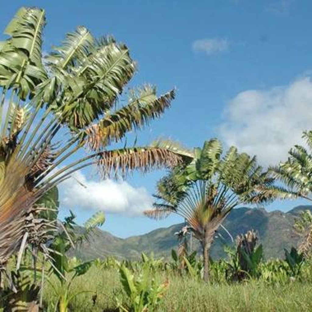 L’arbre du voyageur