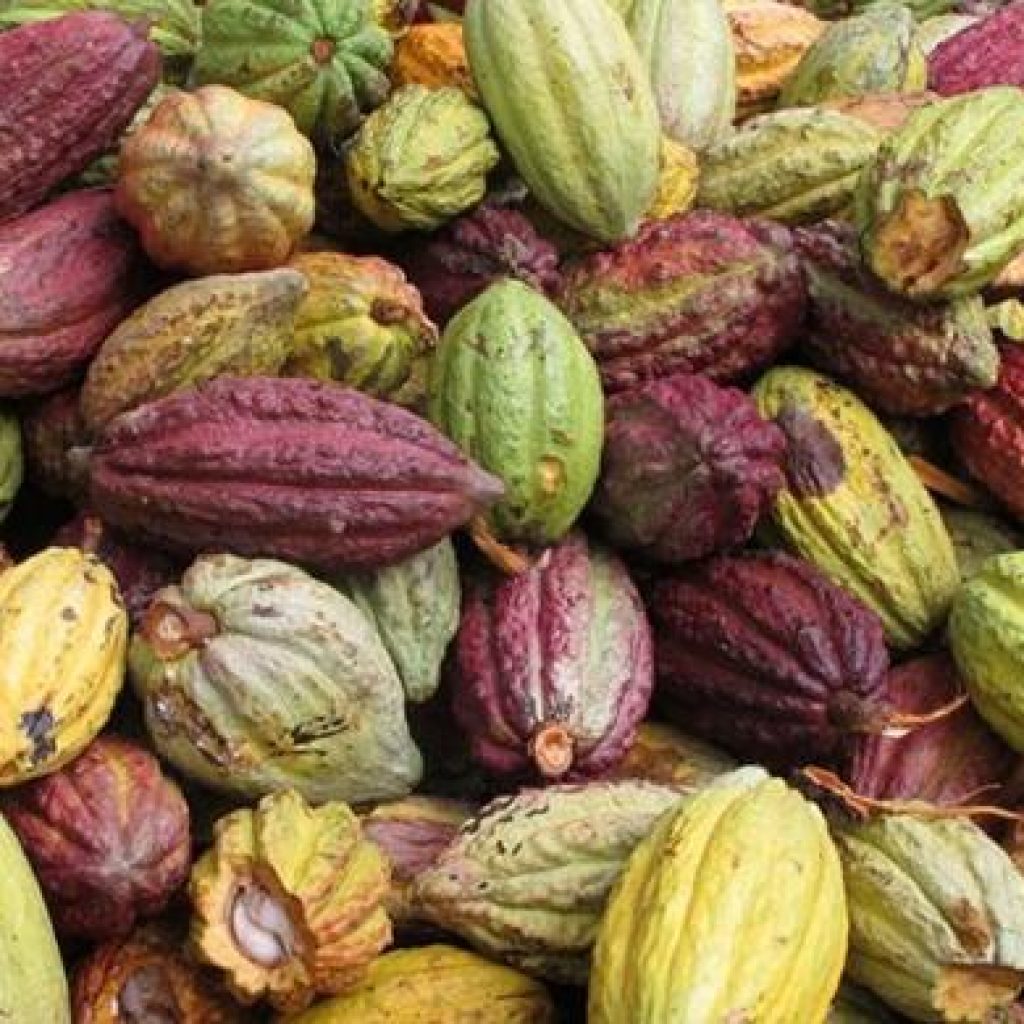 Madagascar, one of cocoa paradise