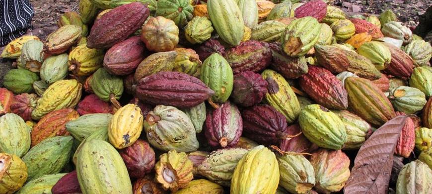 Madagascar, one of cocoa paradise