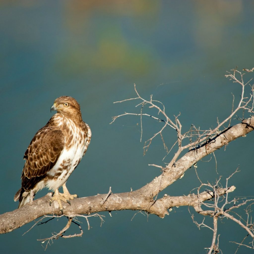 Madagascar, a paradise on earth for birdwatchers!