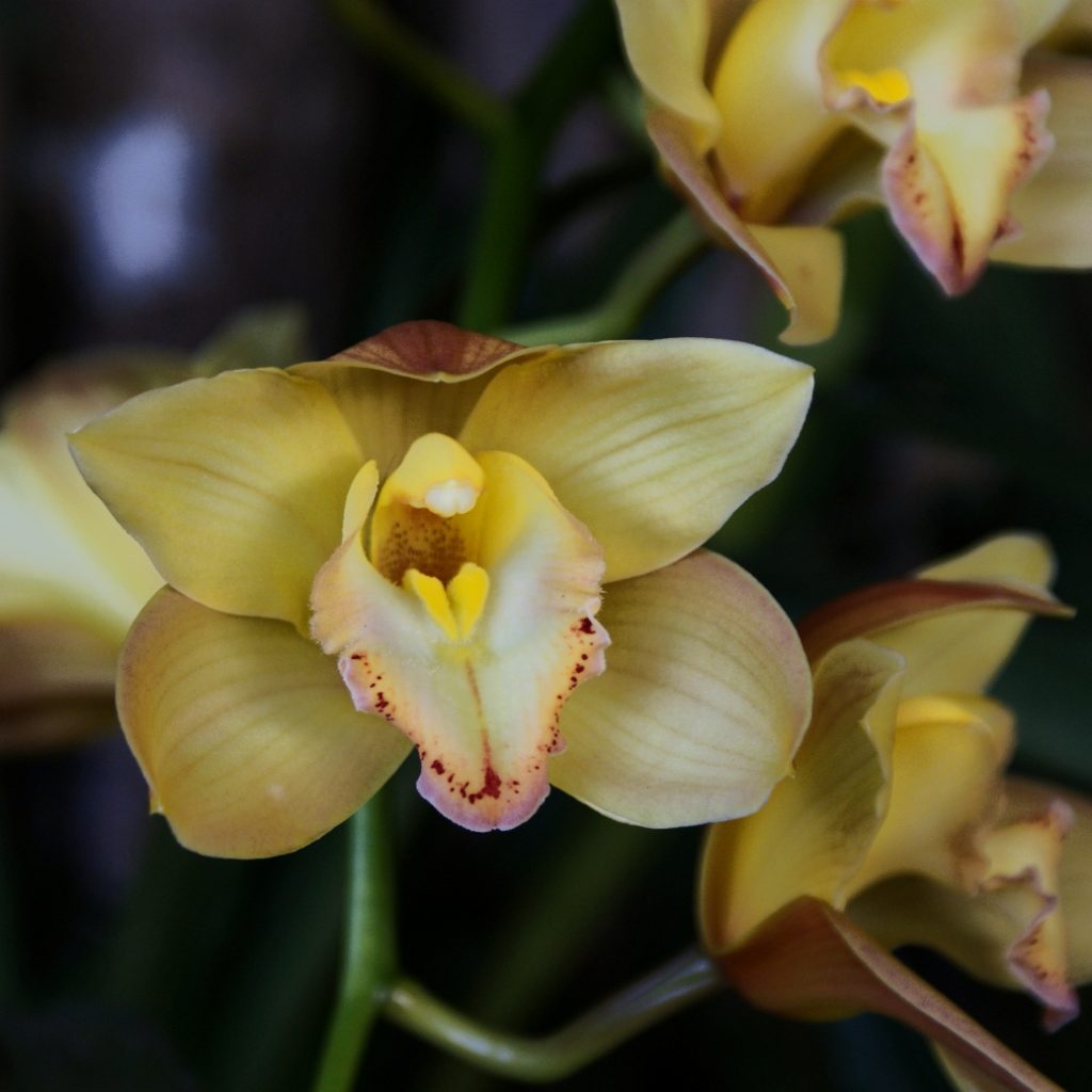 Madagaskar, die Länder der Orchidee