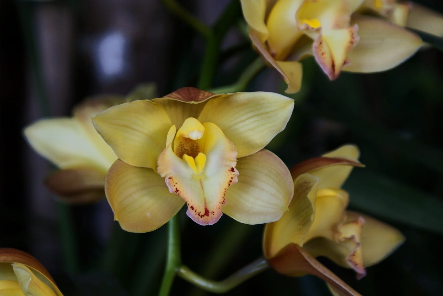 Madagascar, la terra dell'orchidea