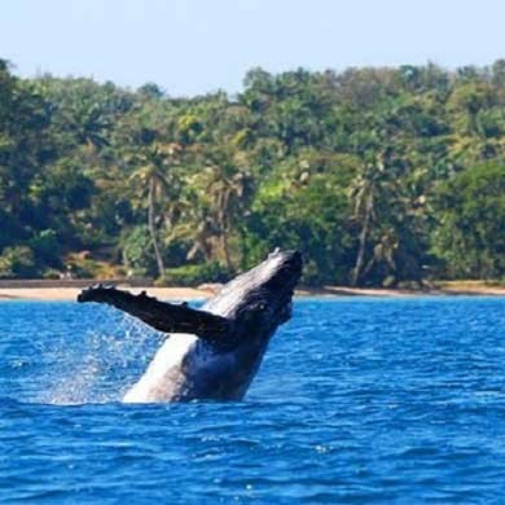 The whale honor in Madagascar