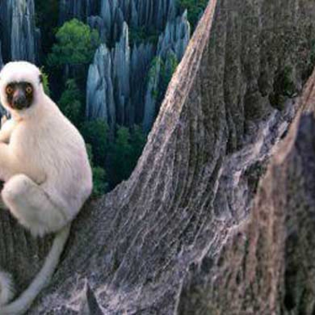 Tsingy De Bemaraha : Ein erstaunliches Abenteuer