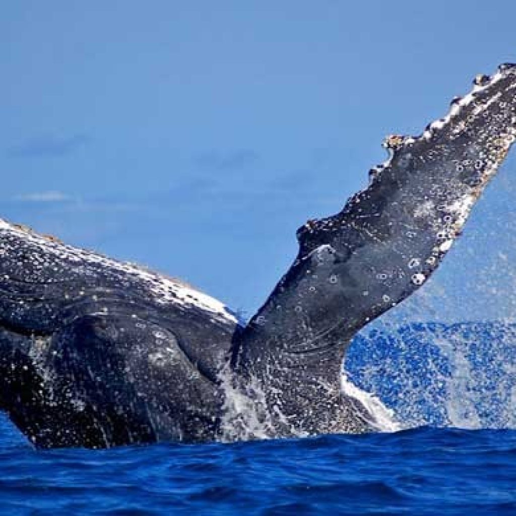 Madagascar – Festival of Whales: of 8 the 16 July 2017 in Sainte-Marie