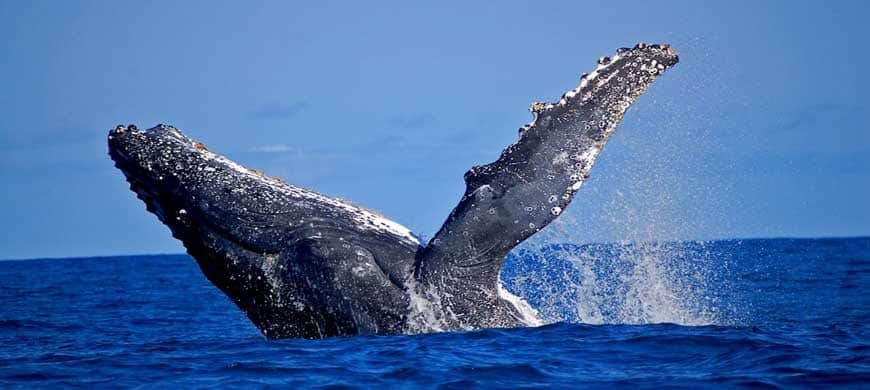 Madagascar – Festival of Whales: of 8 the 16 July 2017 in Sainte-Marie