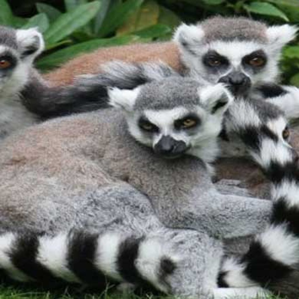 Madagascar and its unique wildlife : lemurs