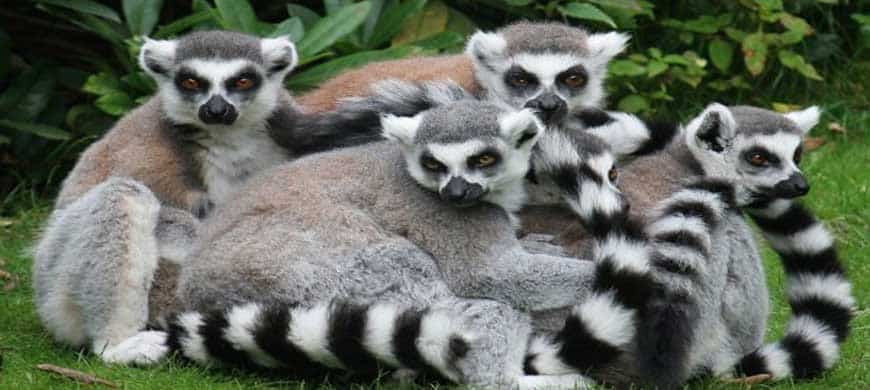 lemurs