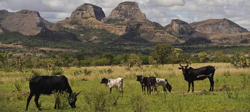 zebu theft