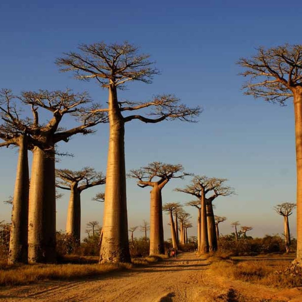 Madagascar: Region Menabe is popular with foreign tourists