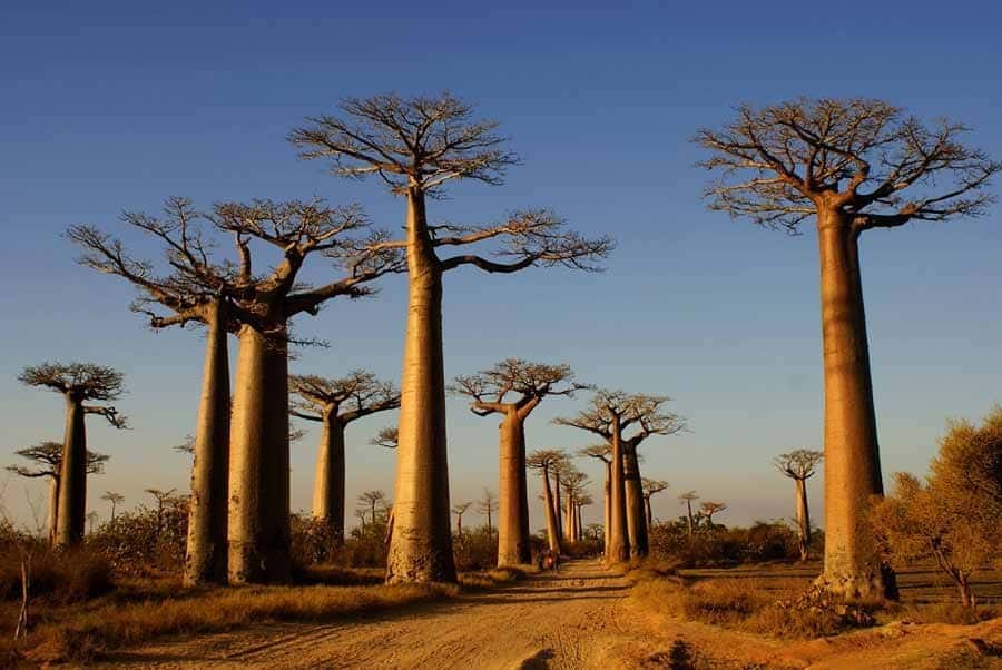 Madagascar: Region Menabe is popular with foreign tourists