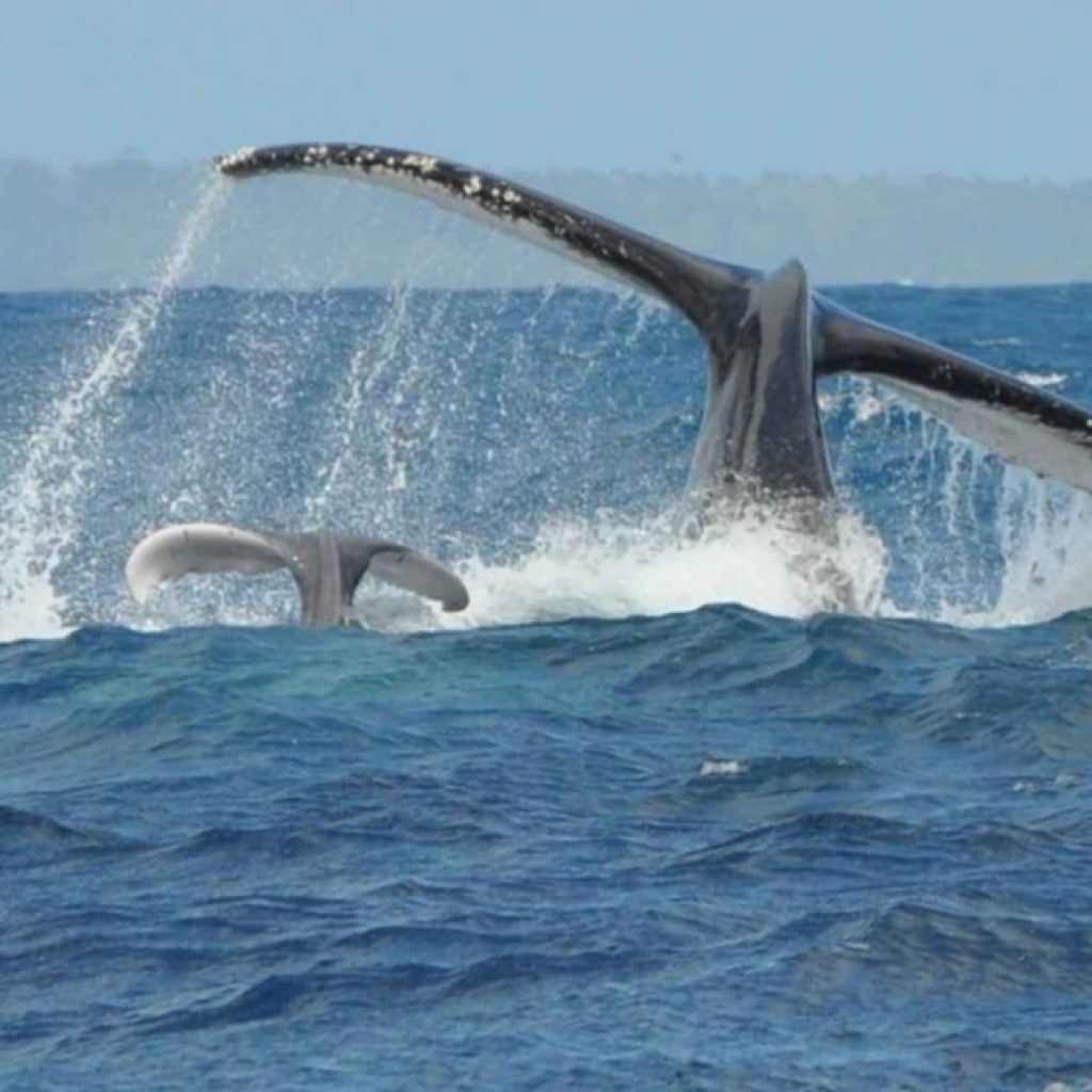 Fly to Sainte-Marie Madagascar for an appointment with whales