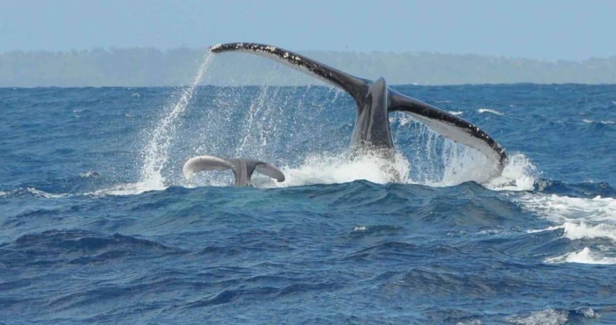 Fly to Sainte-Marie Madagascar for an appointment with whales