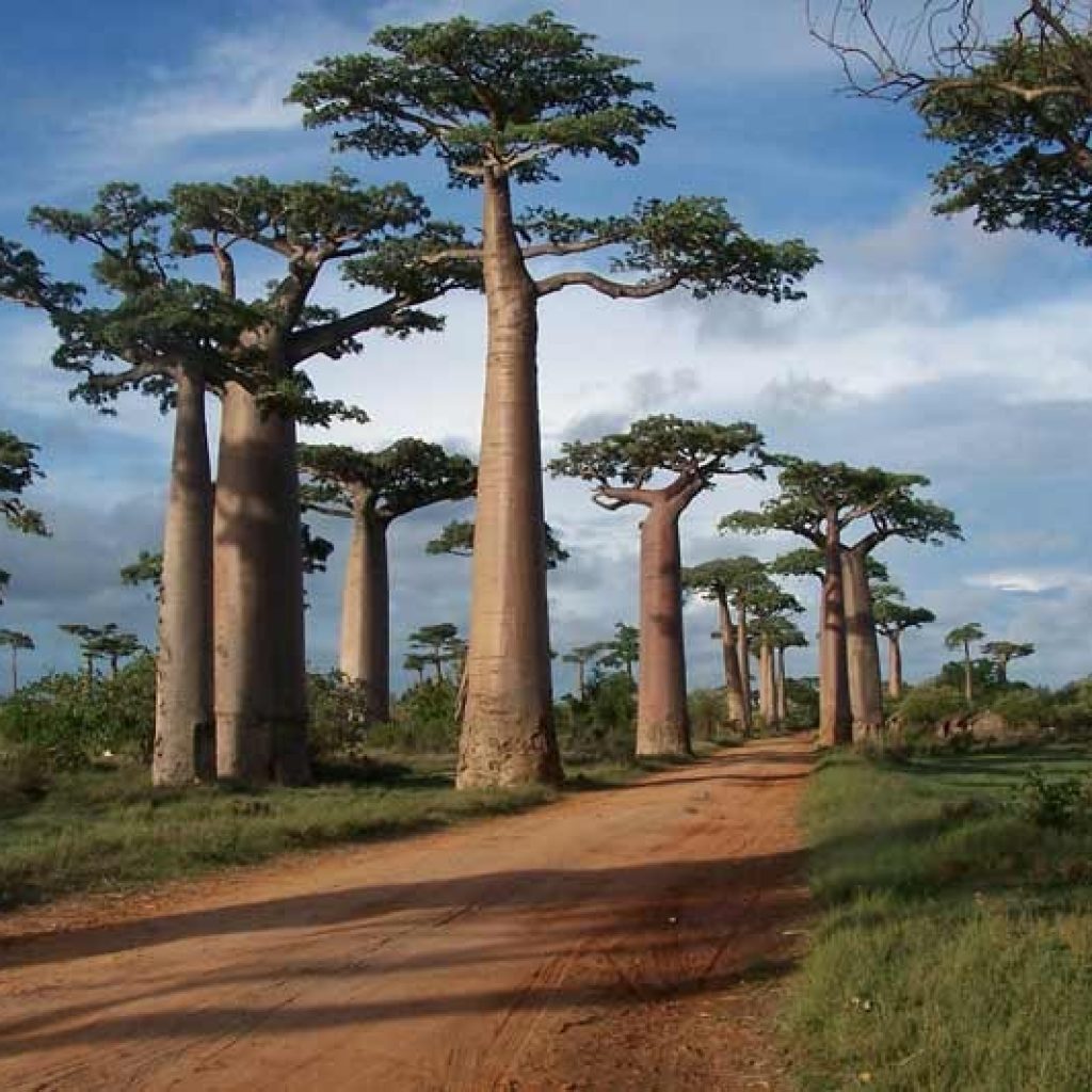 Morondava Baobab beherbergt das Grab-Festival | Madagaskar