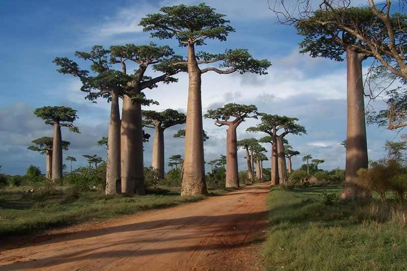 Morondava Baobab beherbergt das Grab-Festival | Madagaskar