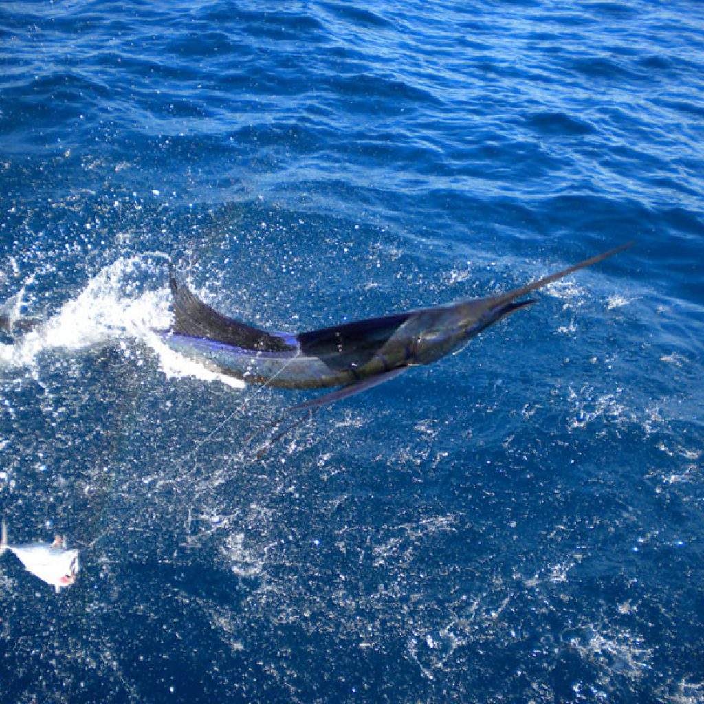 Voyage à Nosy-Be Madagascar: Se livrer à la pêche au large de Nosy-Be