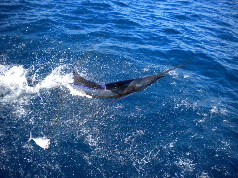 Viaggia a Nosy Be in Madagascar: Impegnarsi in pesca al largo di Nosy Be