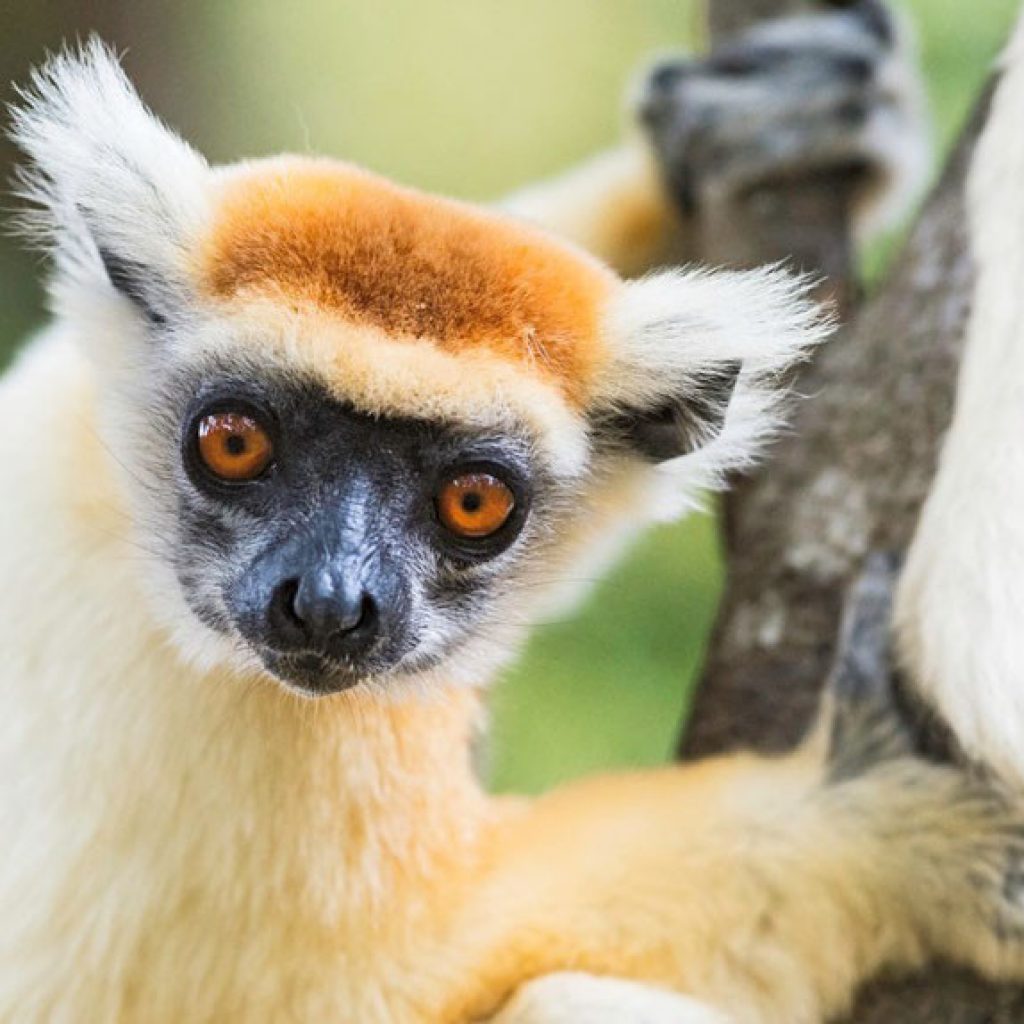 Ecotourisme: fauna e della flora in eccezionali’ Aire de Protégée Loky Manambato