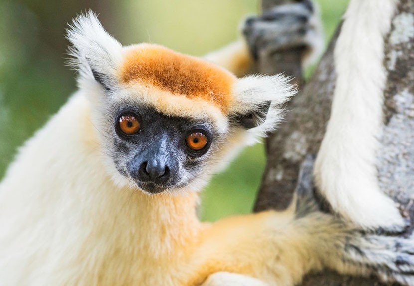 Ecotourisme: Fauna und Flora in Ausnahme’ Geschützter Bereich Loky Manambato