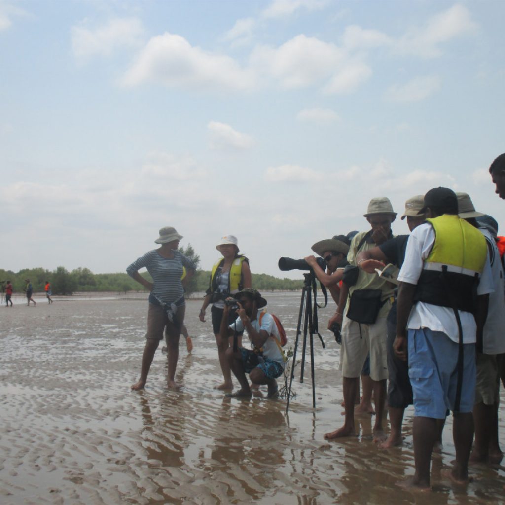 Safari Mahajanga birds: A new edition in November