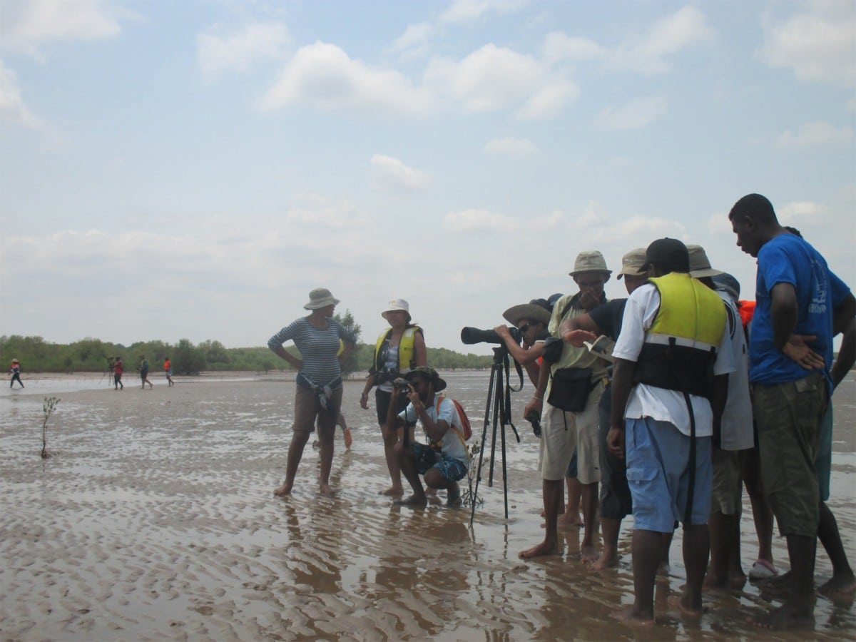 Safari Mahajanga birds: A new edition in November