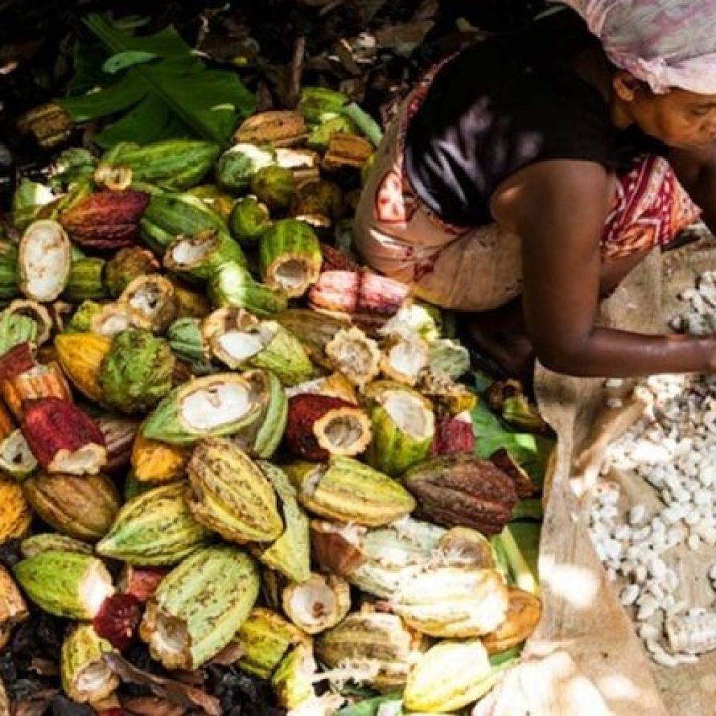 1000 choses à faire à Ambanja : les balades dans les belles plantations