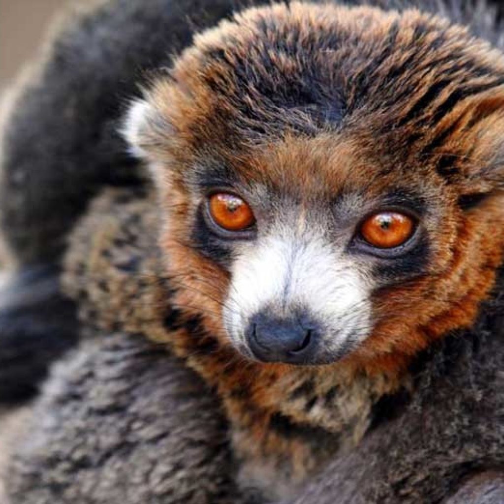 Durchsuchen Madagaskar Lemuren zu entdecken
