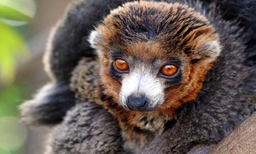 lemuri