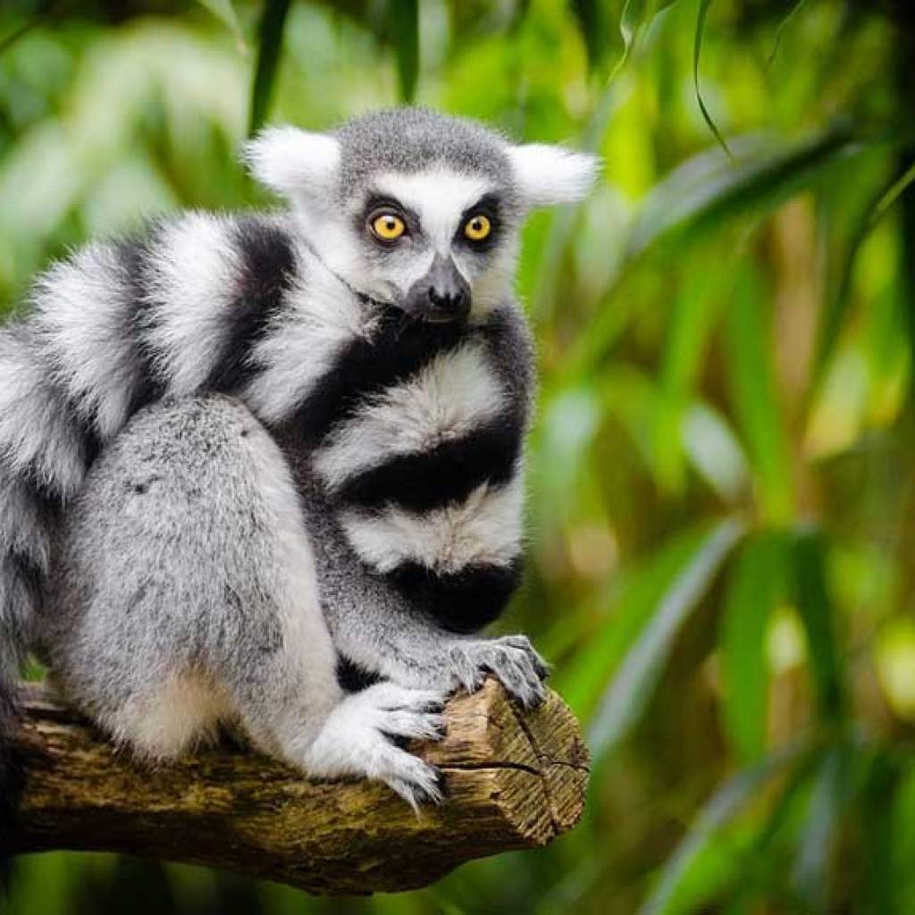 Madagaskar, ein touristisches Juwel & rsquo; Afrika