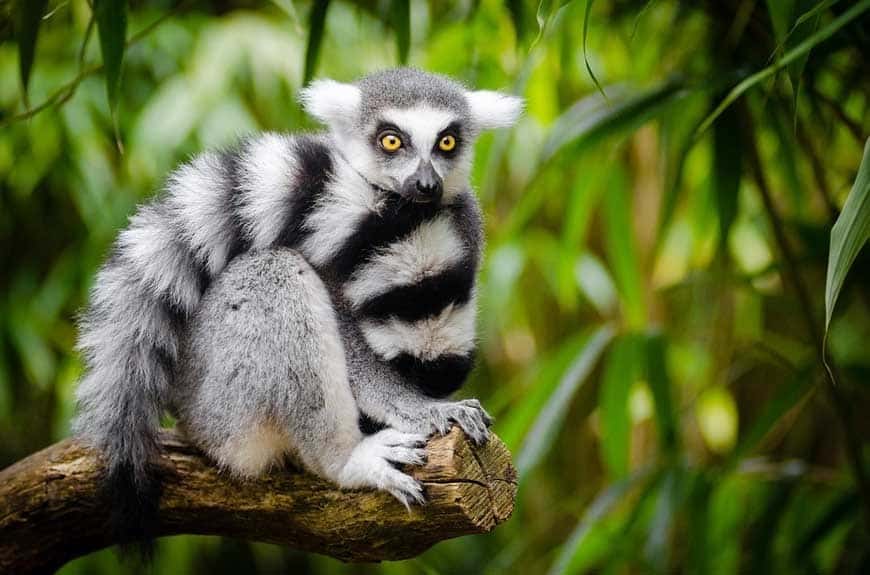 Madagaskar, ein touristisches Juwel & rsquo; Afrika