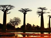 Western Express : Tsingy et Baobabs