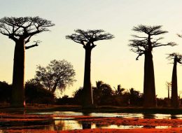 western Express : Tsingy et Baobabs