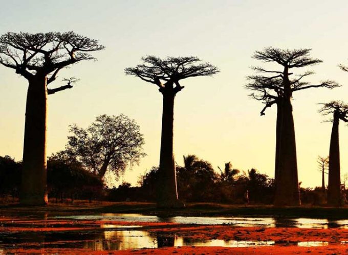 Express occidentale : Tsingy et Baobab