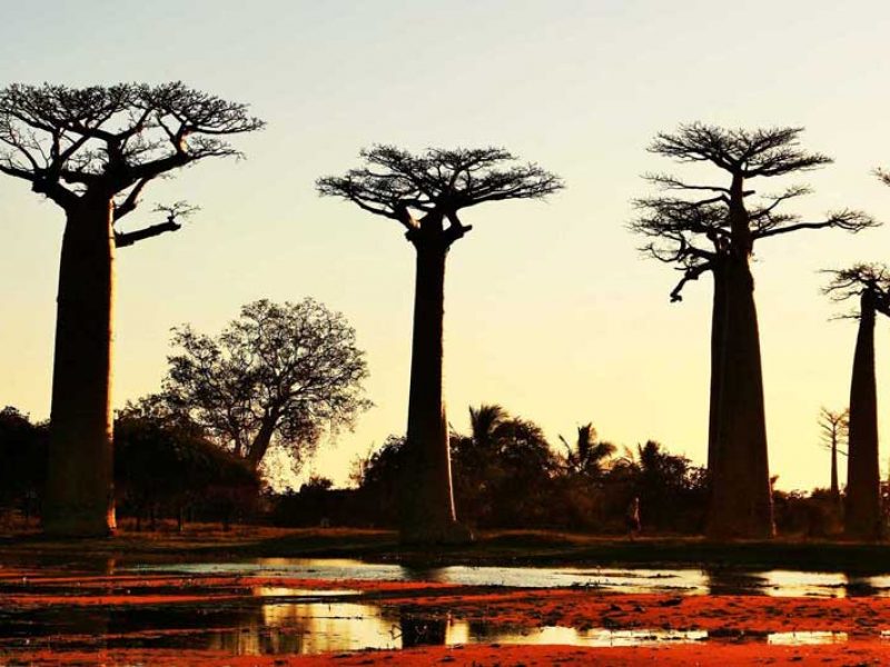Ouest Express : Tsingy et Baobabs