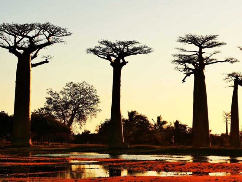 western Express : Tsingy et Baobabs