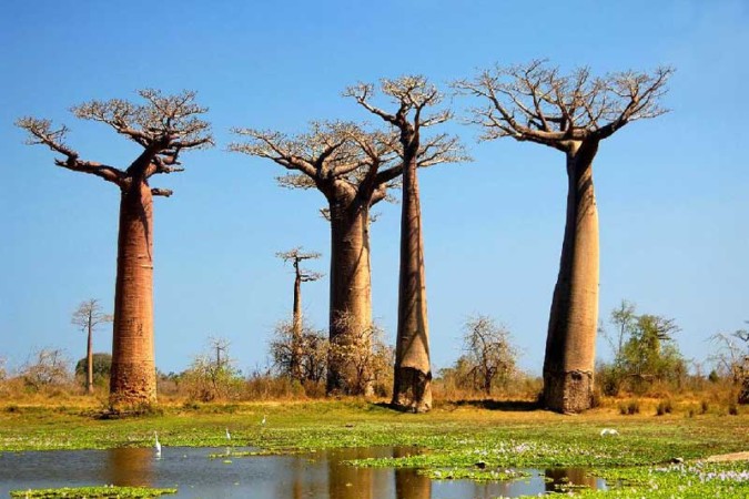 Baobab de Madagascar (2)