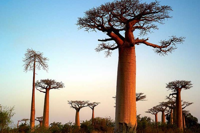 Baobab de Madagascar (3)