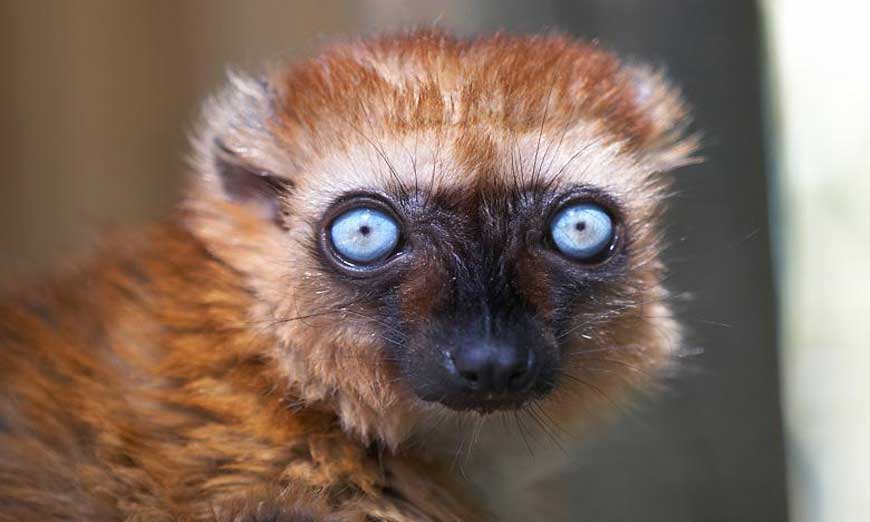 Le tour de Madagascar