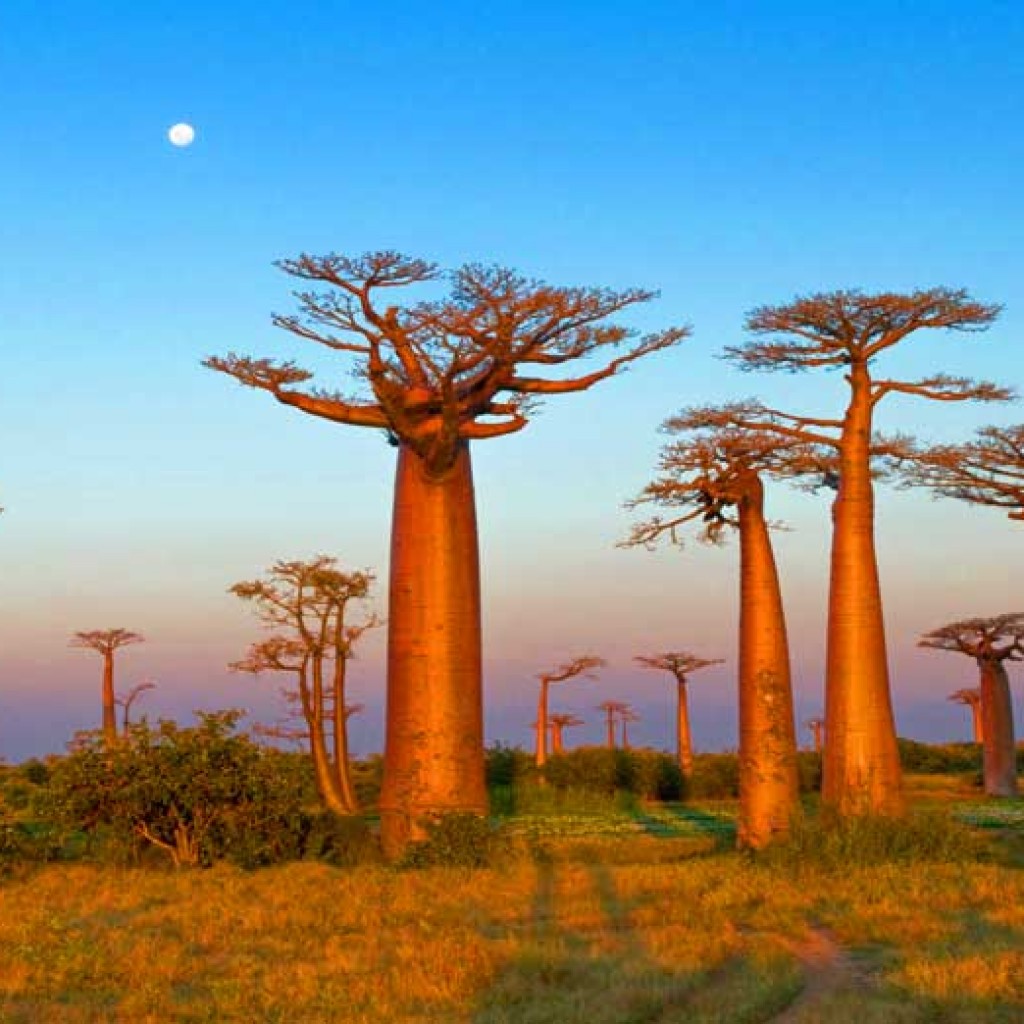 Baobab : mythologie et valeur nutritionnelle