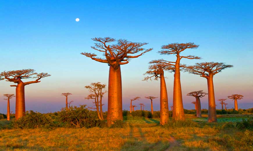 madagascar-baobab.jpg