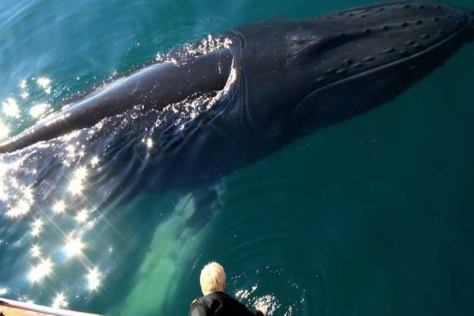 observer les baleines