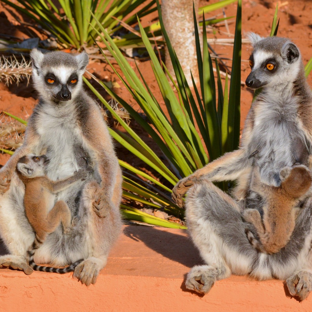 Berenty Reserve in Madagaskar : Ein Schutzgebiet