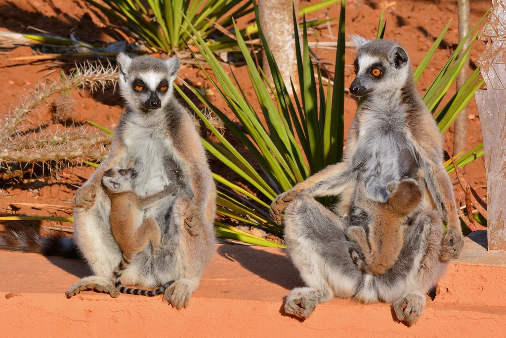 Réserve de Berenty  à Madagascar : Un espace protégé