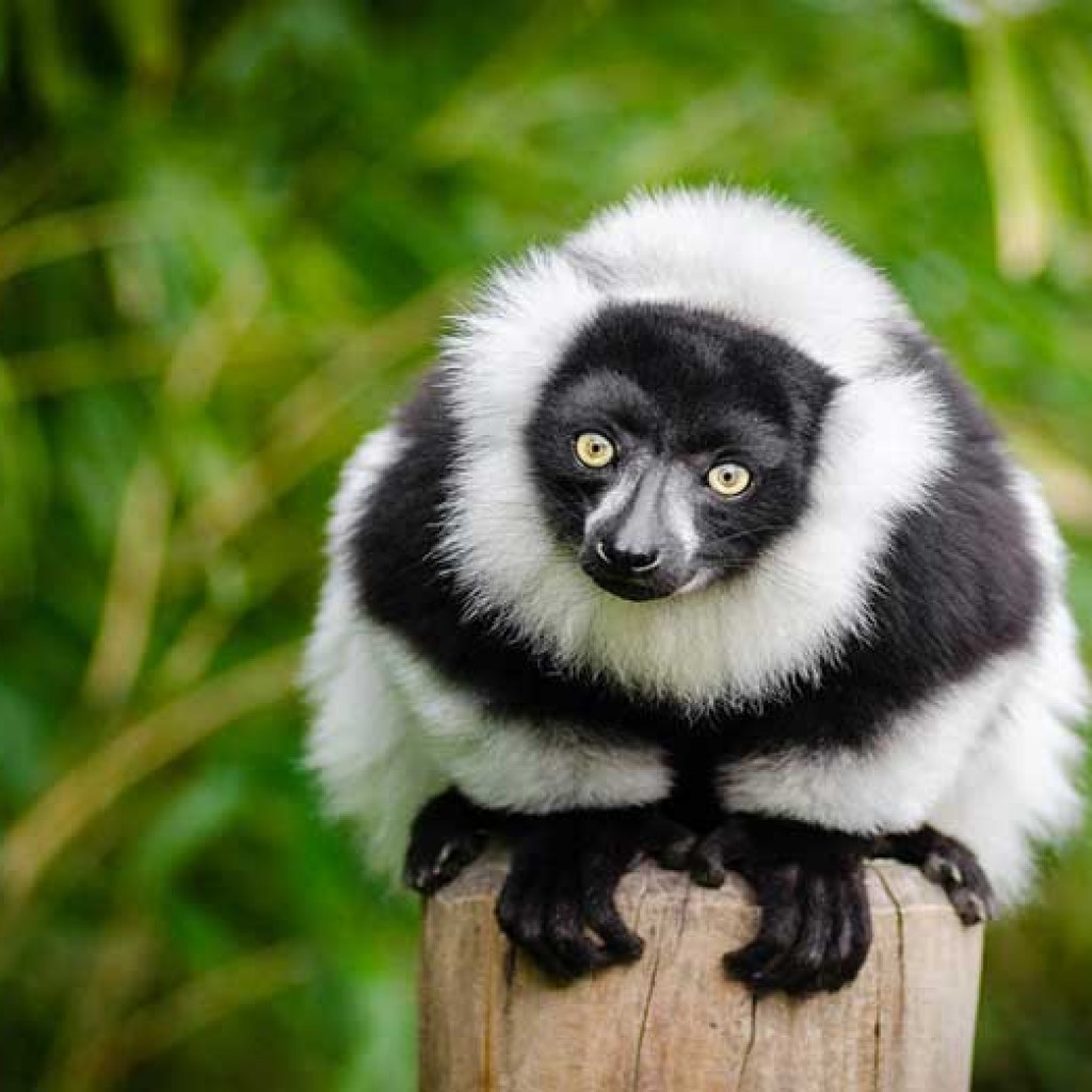 Einige madagassischen Naturschutzgebiete, die einen Umweg verdienen