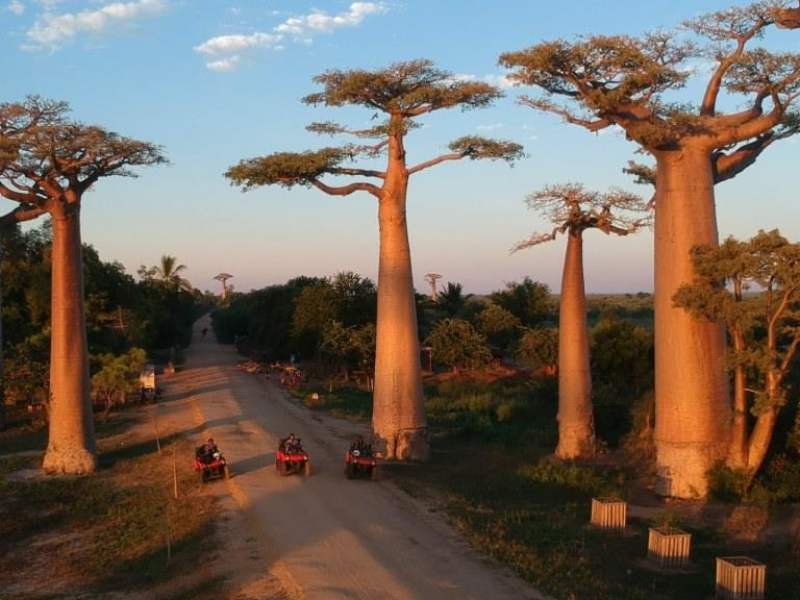 Morondava et l’Allée des Baobabs